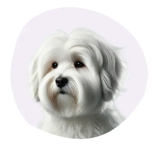 Coton de Tuléar